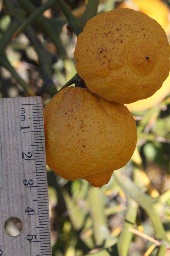            Fruit (Riverside, CA)   